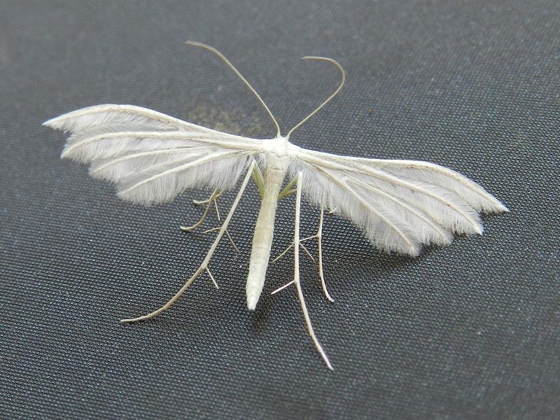 Pterophorus pentadactyla